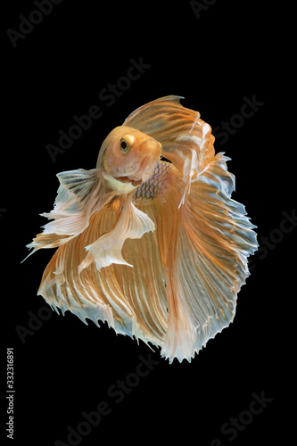 Yellow Dumbo Betta Siamese fighting fish, betta splendens (Halfmoon betta, Pla-kad (biting fish) isolated on black background.