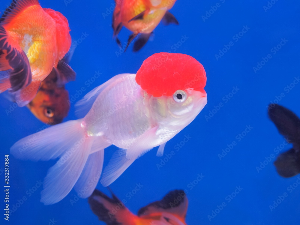 view of red cap white Oranda Goldfish breed diving in fresh water fish ...