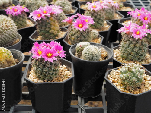 Beautiful pink flower of Mammillaria Schumannii Cactus blossom in flower pot around with many Mammillaria Schumannii Cactus blurred background. photo