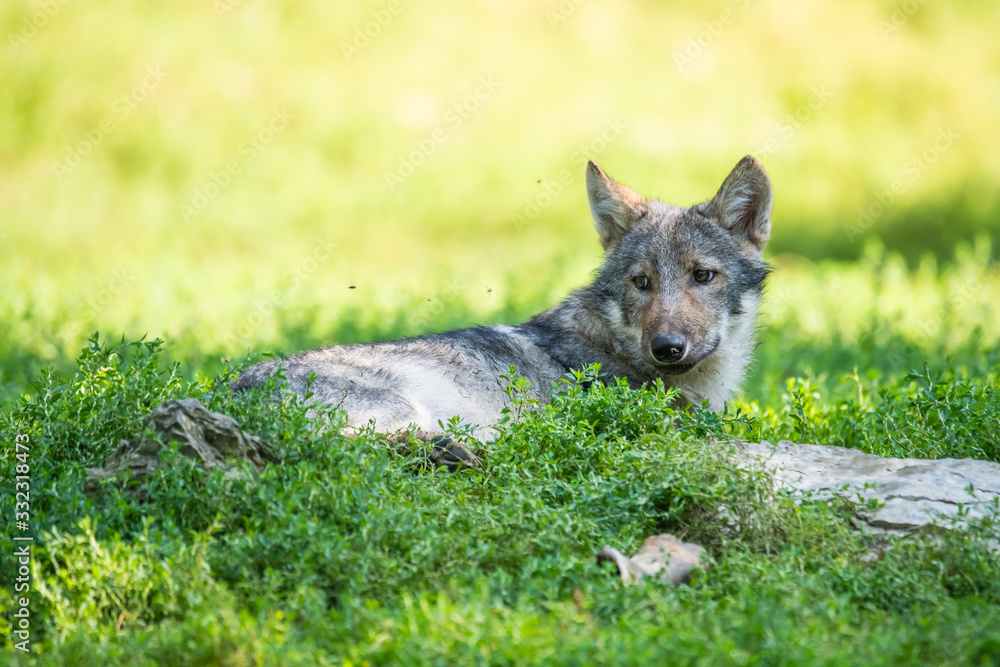 Fototapeta premium Canadian timberwolf puppy laying in grass