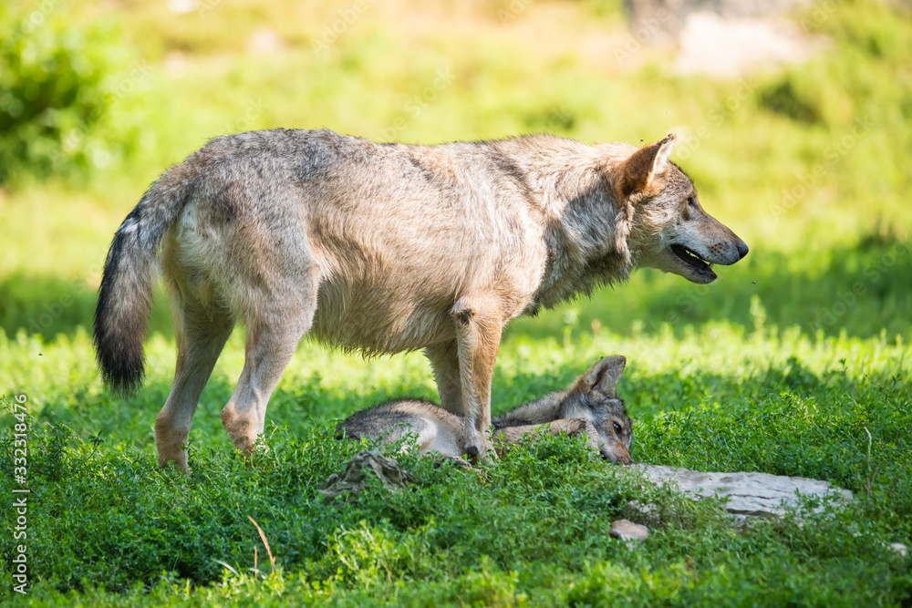 Canadian timberwolf puppy with its mother