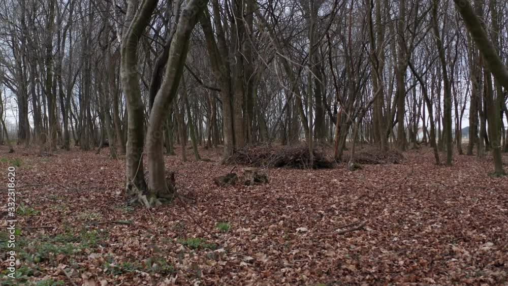 Walking Inside A Scary Mystical Dark Foggy Forest. Gimbal steadicam movement. Pov driving passing by forest mountain trees. Walking Inside A Scary Mystical Dark Foggy Forest. Gimbal steadicam movement. Pov driving passing by forest mountain trees.