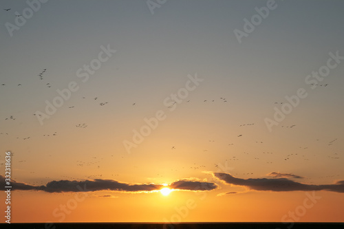  geese flying in small groups at sunset, bird migration