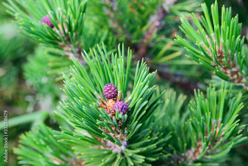 Close-up of young pine cone and green needles from Mountain pine or bog, creeping, mugo, scrub, dwarf mountain pine, horizontal outdoors macro stock photo image