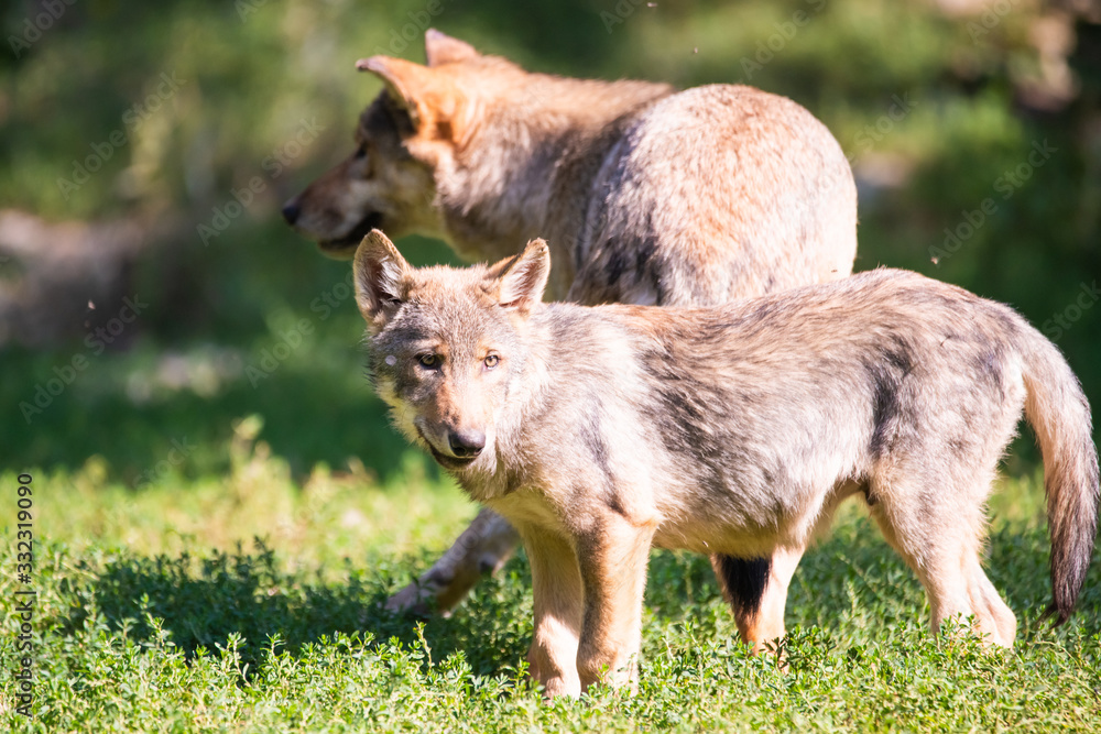 Fototapeta premium Canadian timberwolf puppy with its mother