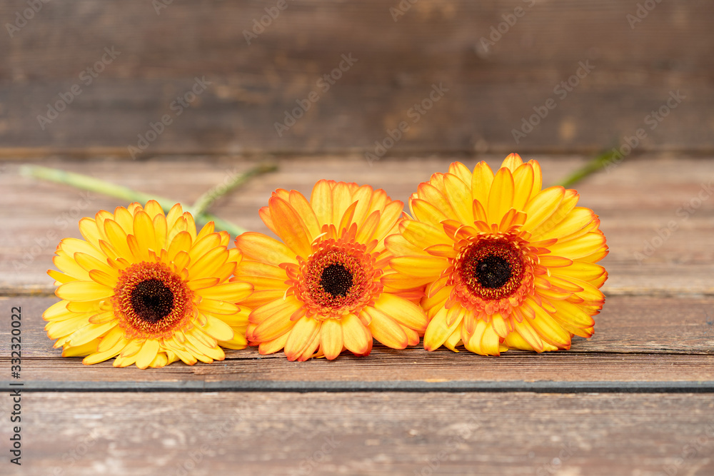 Gelb-orangene Gerbera Gelb-orangene Gerbera