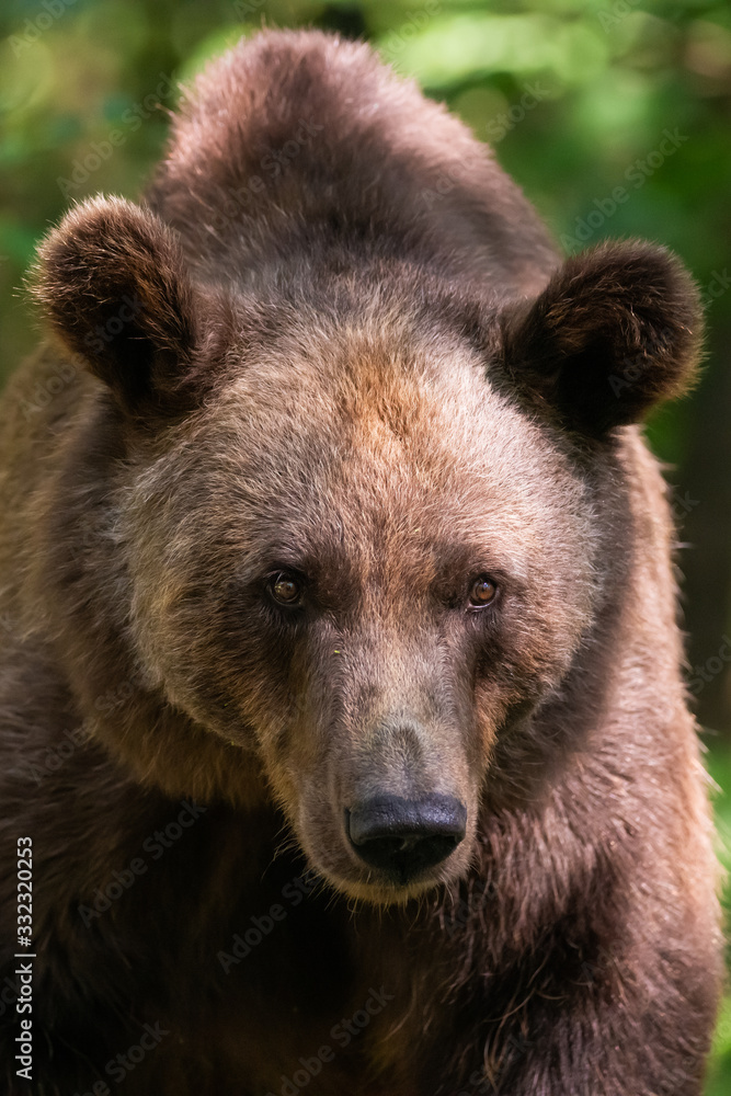 Closeup of a european brown bear