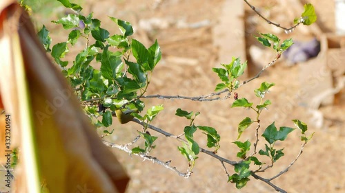Warbling white-eye (Zosterops japonicus) or Japanese white-eye bird eating mulberry.  Little bird perching on the tree.