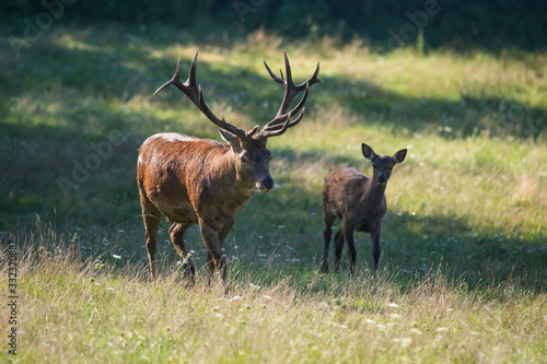 European red deer stag next to its fawn