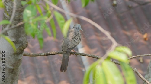 Zebra dove (Geopelia striata) or barred ground dove perching on tree branch. Beautiful bird relaxing on the tree.