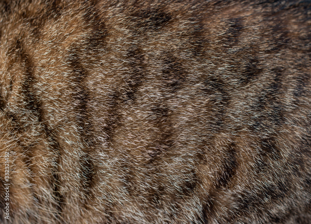 spotted cat hair as background spotted cat hair as background