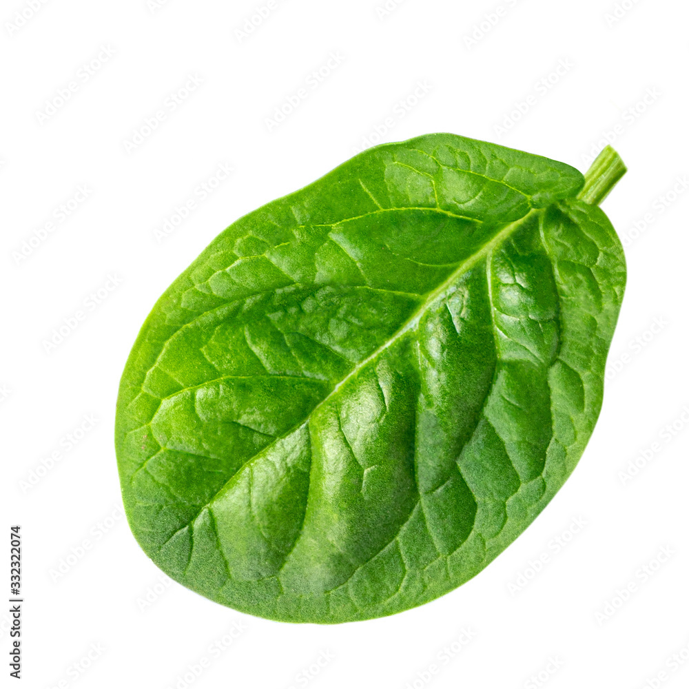 Fresh Spinach leaves isolated on white background. Close up Fresh Spinach leaves isolated on white background. Close up