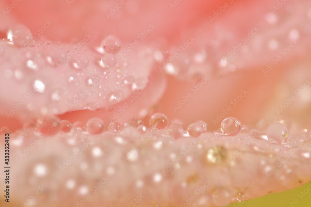 花びらについた雫 花びらについた雫