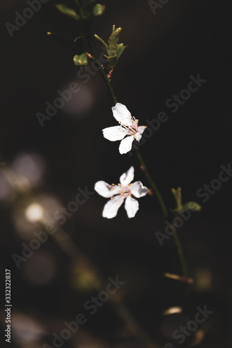 The beautiful white spring flowers photo
