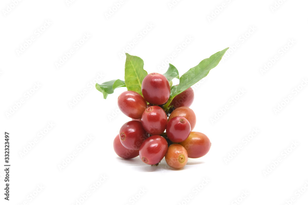 Coffee berries and leaves green on branch on white background. Coffee berries and leaves green on branch on white background.
