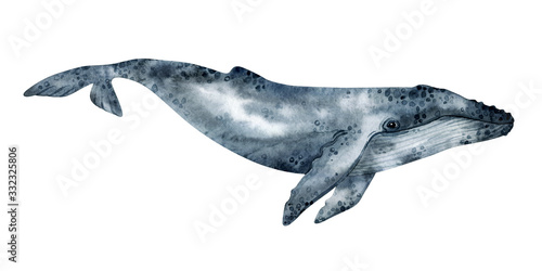 Watercolor humpback whale illustration isolated on white background. Hand-painted realistic underwater animal art.