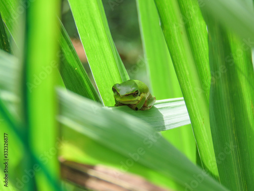 small tree frog sitting on the cucumber leaf vegetable garden yard sunny day early summer close up green frog rainy day front face