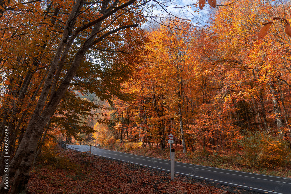 Asphalt road in the autumn forest.