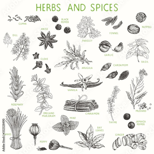 Herbs and spices hand drawn set, natural seasoning for cooking. Vector illustration, poster, collection for your design in vintage style.