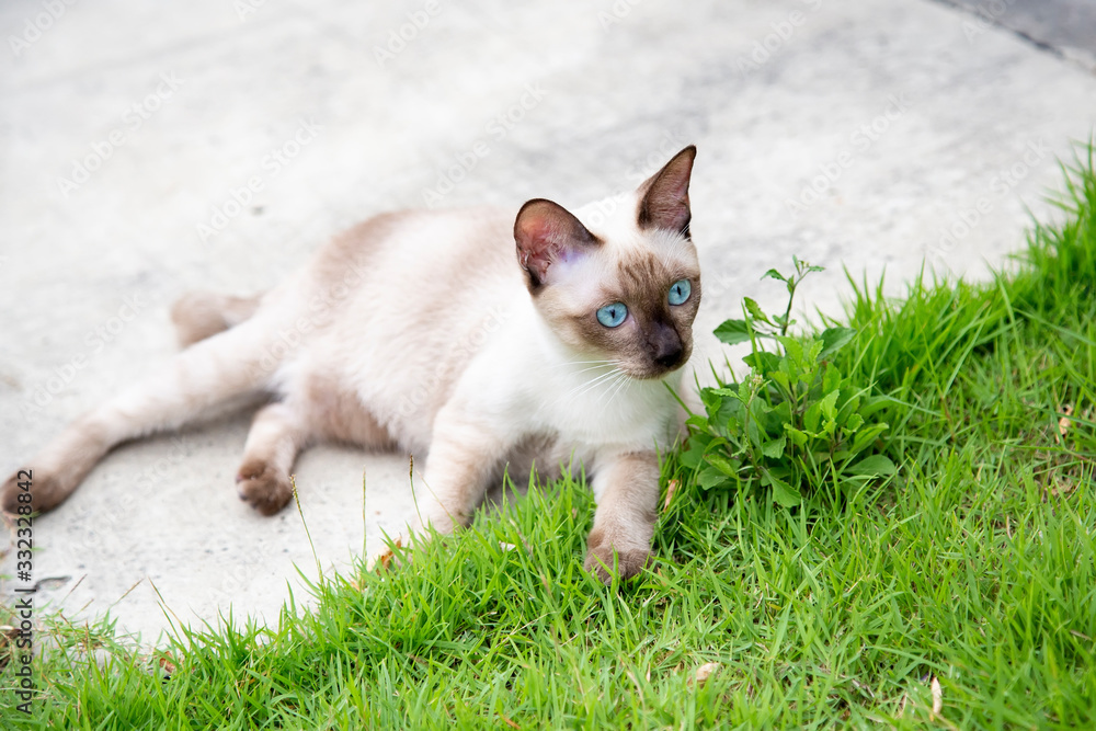 Portrait of kitten Siamese Cat with blue eyes in the garden.Thai cats with blue eyes are sitting on green grass.The name in Thai is Portrait of kitten Siamese Cat with blue eyes in the garden.Thai cats with blue eyes are sitting on green grass.The name in Thai is