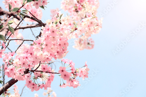 Branch of the blossoming sakura with pink flowers