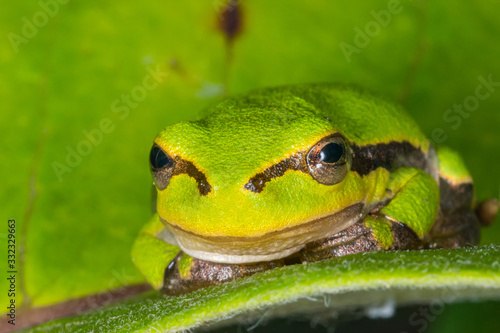 Green frog on leaf. A frog hides in a plant