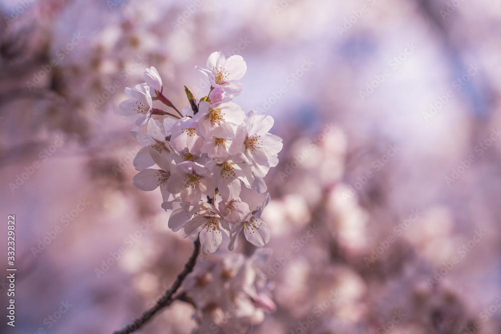 桜の花