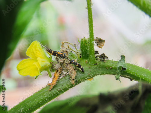 lady bug larva baby ladybug eating hunting food bugs insect good have them for vegetable garden yard cucumber plants two of them