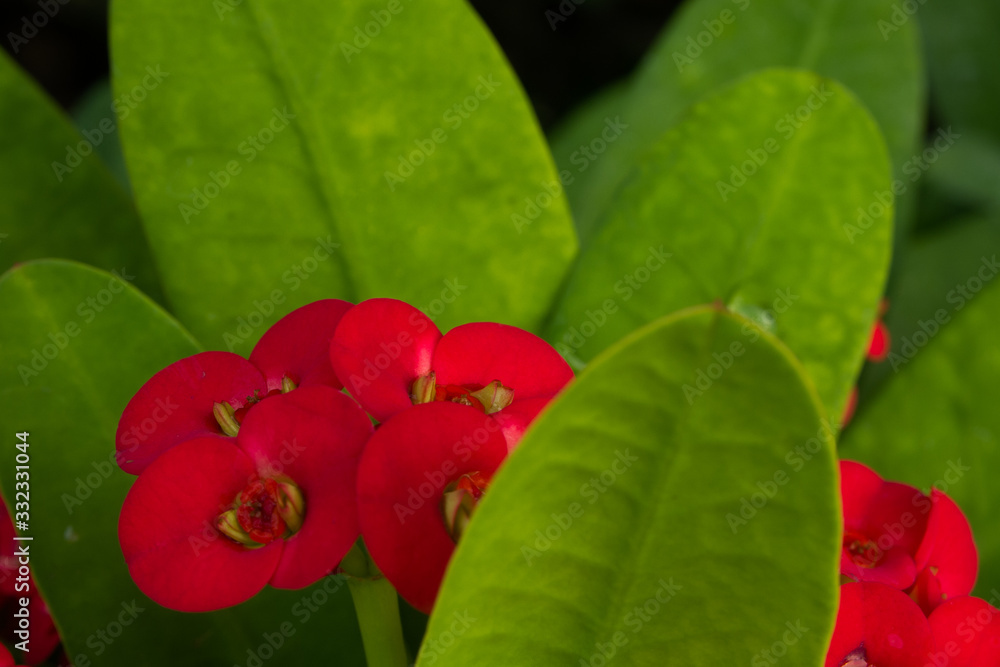 Close Up Red Euphorbia Milii Desmoul with Green leaves Close Up Red Euphorbia Milii Desmoul with Green leaves
