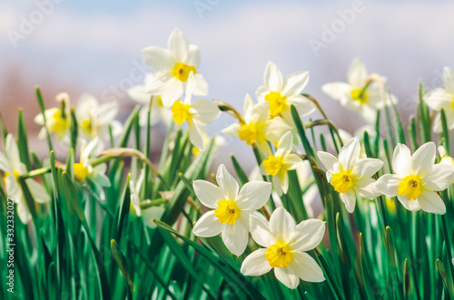 Beautiful daffodil flowers growing in a spring garden