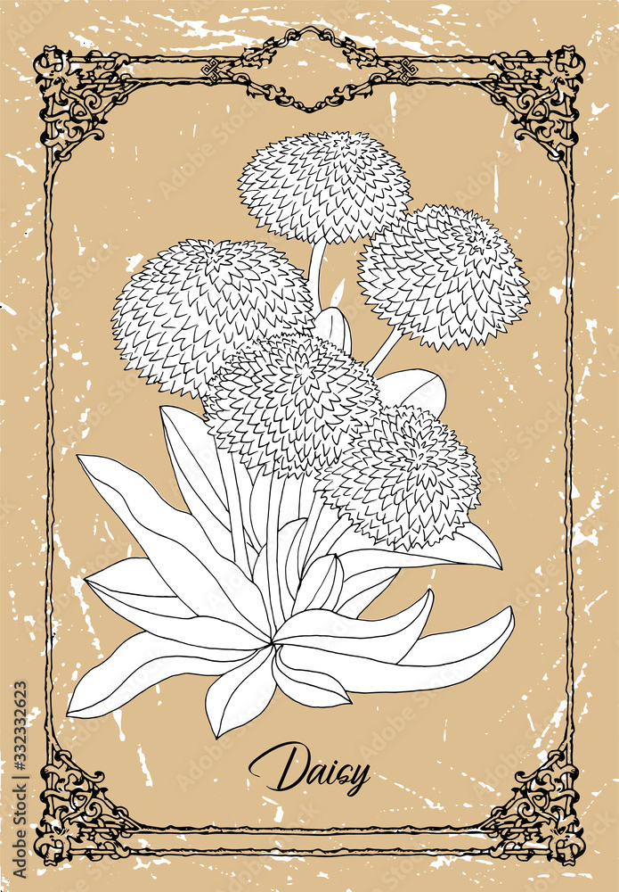 Vector black and white drawing of Daisy flower on texture background ...