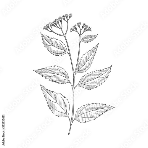 vector drawing white snakeroot photo