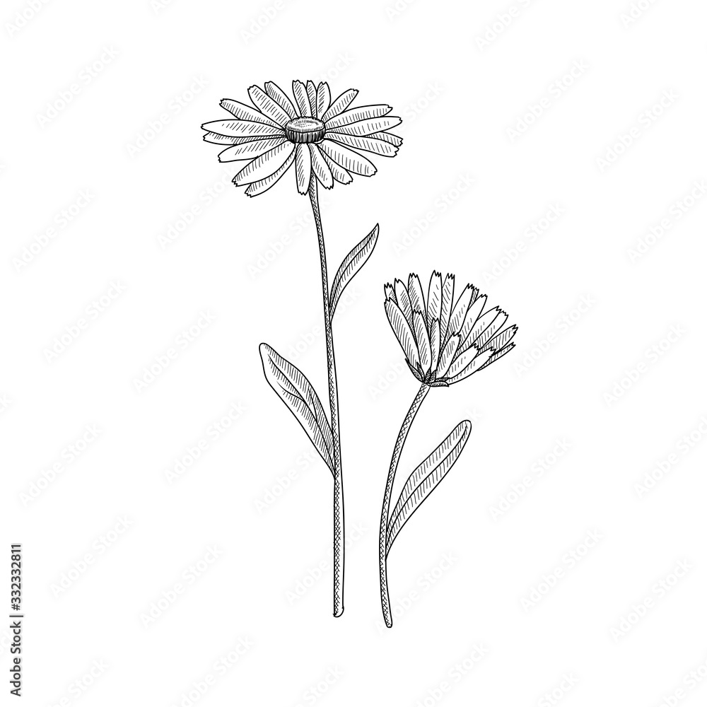 vector drawing pot marigold Stock Vector Adobe Stock