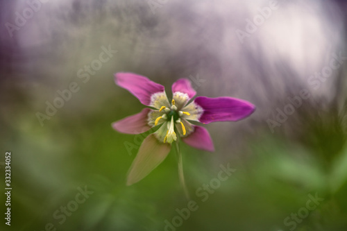 Erythronium  fawn lily  trout lily  dog s-tooth violet  adder s tongue 