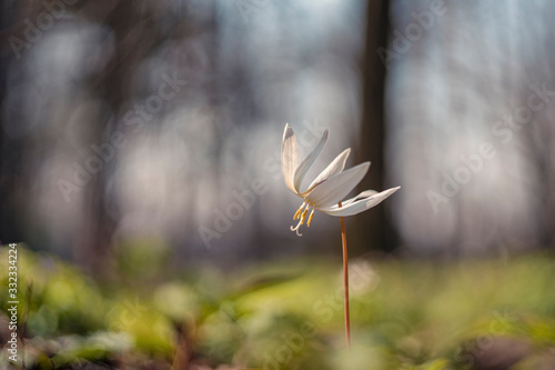 Erythronium (fawn lily, trout lily, dog's-tooth violet, adder's tongue, Erythronium caucasicum) photo