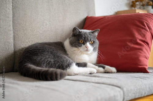 British shorthair cat lying on the sofa