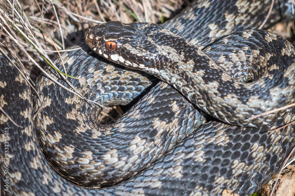 Viper Viper