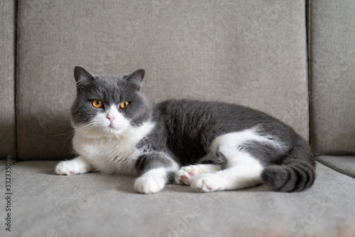 British shorthair cat lying on the sofa