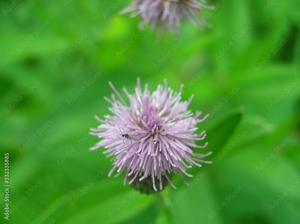 macro flower on green background of grass macro flower on green background of grass