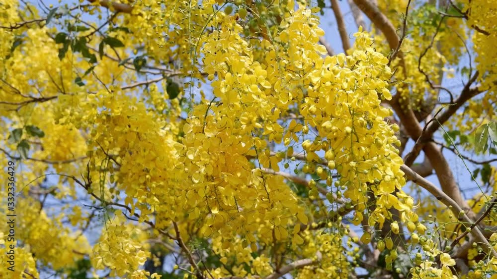 Golden shower tree is blooming on tree with blue sky and sunlight. Golden shower tree is blooming on tree with blue sky and sunlight.