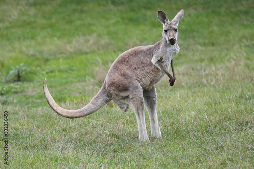 Female Red Kangaroo