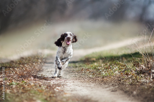 Obraz na płótnie english springer spaniel dog 