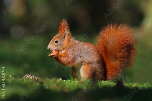 Art view on wild nature. Cute red squirrel with long pointed ears in spring scene . Wildlife in spring forest. . Sciurus vulgaris