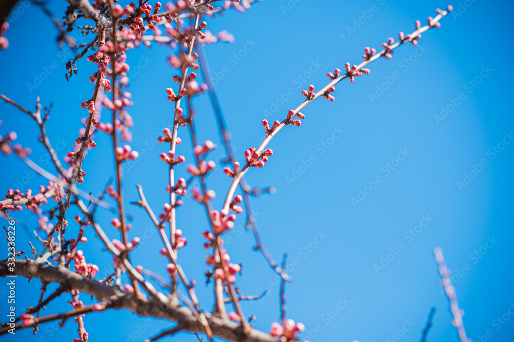 Early spring apricot tree in garden. Gardening concept Early spring apricot tree in garden. Gardening concept