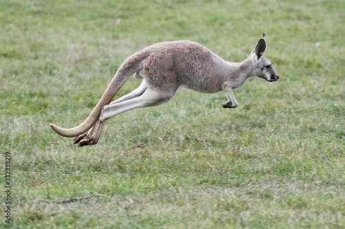 Photography Young Red Kangaroo Hopping