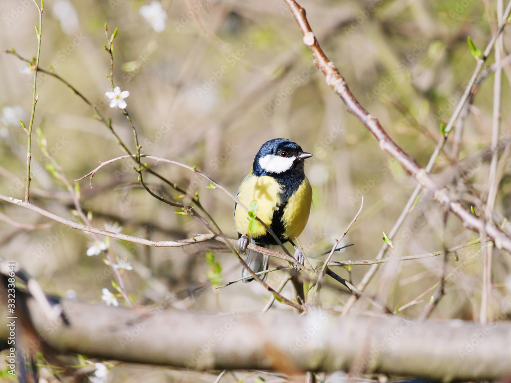 Obraz premium Great Tit bird sitting in a tree