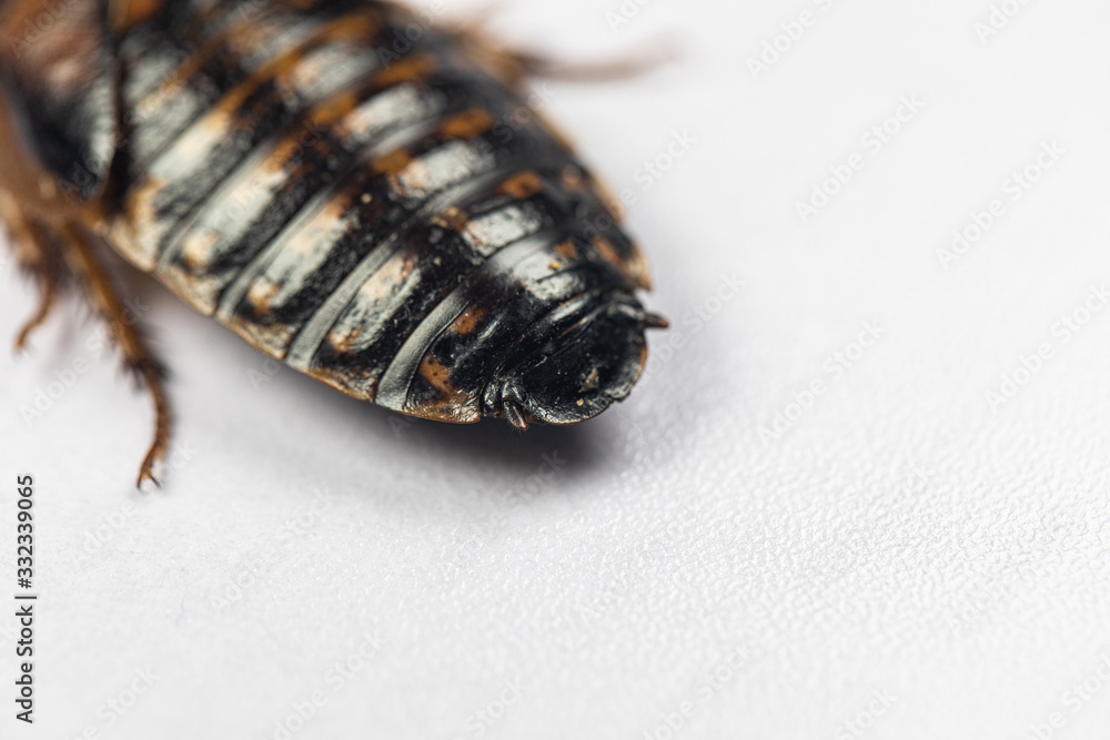 Study of the structure of Blaptica dubia, Dubia roach, also known as the orange-spotted roach in the laboratory. Study of the structure of Blaptica dubia, Dubia roach, also known as the orange-spotted roach in the laboratory.