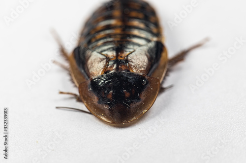 Study of the structure of Blaptica dubia, Dubia roach, also known as the orange-spotted roach in the laboratory. photo