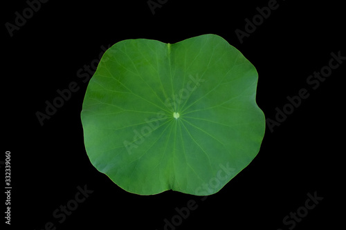 Isolated single green lotus leaf with clipping path.