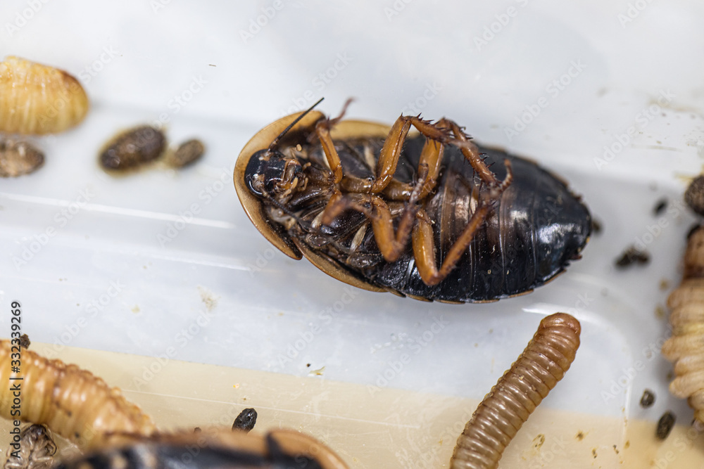 Study of the structure of Blaptica dubia, Dubia roach, also known as ...